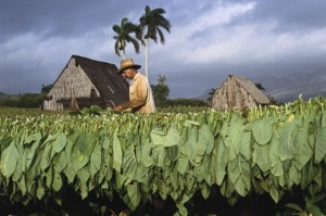 apreciado puros bolívar coronas gigantes tabaco puro la habana