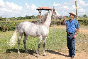 Cría de caballos arabe