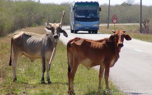 vacas-carretera