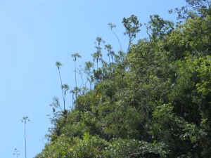 Población-de-Coccothrinax-rigida-en-el-farallón