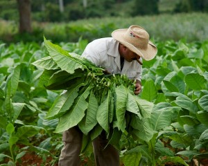 Me-and-Benito-Smoking-Cigars-Vinales-Cuba-Copyright-2013-Ralph-Velasco-6