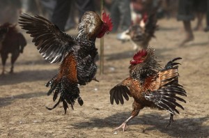 pelea-gallos