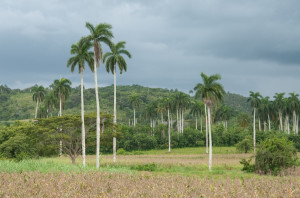 cuba-directi-49