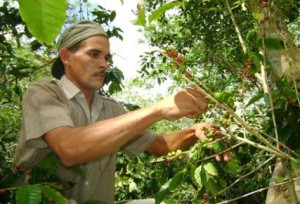 santiago-de-cuba-consolida-cosecha-de-cafe