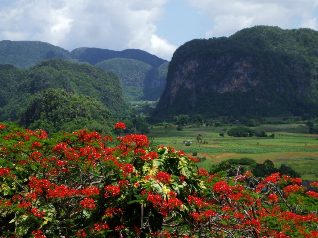 CUBA PHOTOS.    Florido Paisaje del Campo Cubano. 