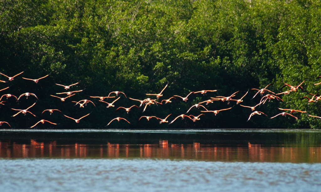 CUBA HOY/TODAY: Laguna Guanaroca. Refugio de Fauna Guanaroca- Punta Gavilán. Cienfuegos. Autor: Giancarlos Barsotti Formada por el Río Arimao antes de desembocar en la Bahía de Cienfuegos.