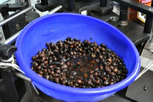 Guayabita: La pequeña fruta de un arbusto dentro de las botellas de aguardiente, para obtener un alcohol de sabor más fuerte.