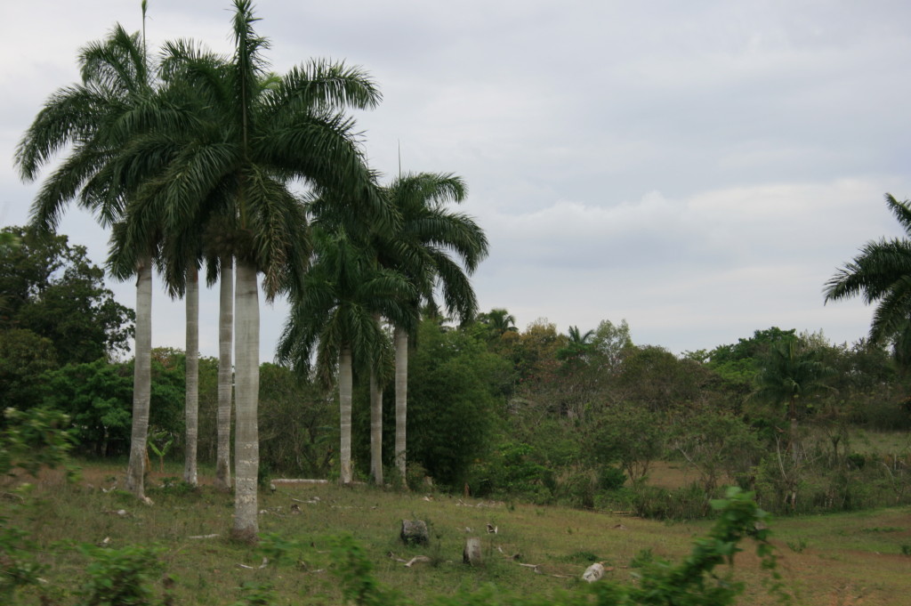 CUBA HOY/ODAY:  Paisaje del Campo Cubano. 