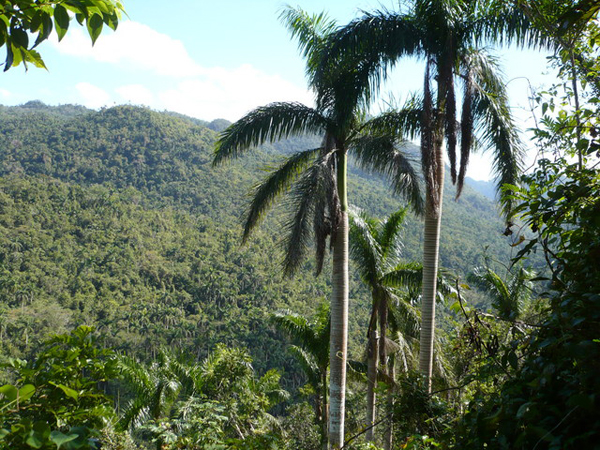 CUBA PHOTOS. Paisaje del campo Cubano.