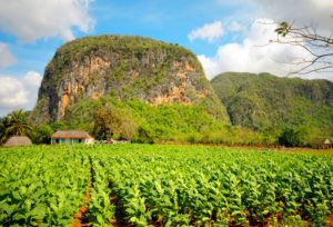 valle_de_vinales_campo