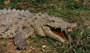 Crocodylus_acutus4