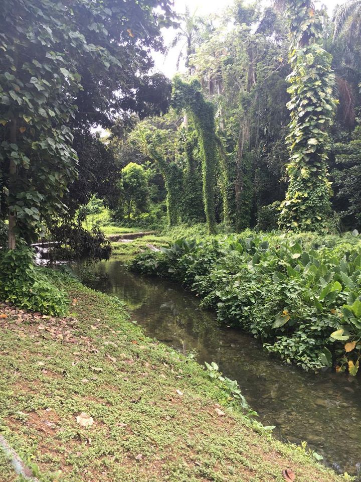 CUBA HOY/TODAY: Jardines de Hershey, Santa Cruz del Norte. 