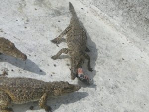 In_crocodile_farm