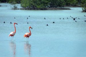 Red_flamingos