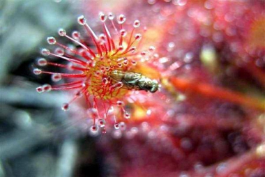 La drosera ceae pertenece a las plantas carnívoras cubanas. (VEOVERDE.COM)