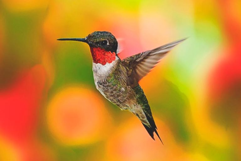 CUBA is home of the smallest bird in the world 