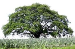 The Siguaraya tree. 