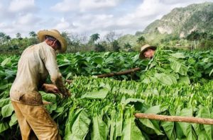 Siembras-de-Tabacos-En-Pinar-de-Rio-Cuba-2014