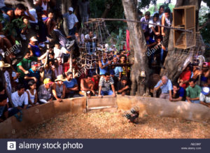 man-cockfight-cock-fight-fighting-game-gamble-gambling-trinidad-cuba-AEC0KF