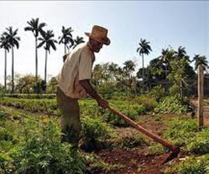 agricultura-cuba