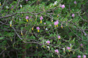 ciencia-cubana_ciencia-de-cuba_dichrostachys-nutans_marabc3ba_planta-invasora-en-cuba