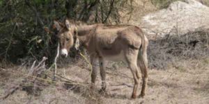 burro-de-bainoa