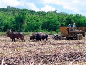 central-romana-corporation-plantaciones-cana-azucar-Alfonso-Fanjul-VIP-El-Rey-del-Azúcar-en-los-100-Años-de-Central-Romana-Corporation-Entrevista-Exclusiva-por-Flavia-Anelli