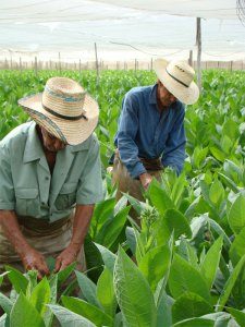 La-historia-del-tabaco