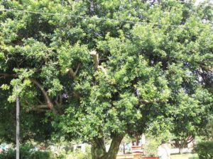 Siguaraya Tree, Cuba.