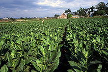 220px-Tobacco_field_cuba1