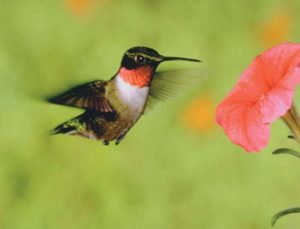 colibri-cubano-el-mas-pequeño-del-mundo