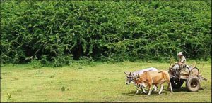 Marabu-Driving-the-Cart-a-Marabu-Woods