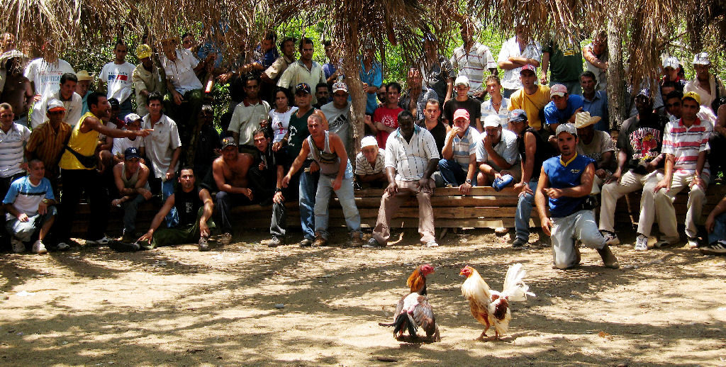 Pelea-de-gallos-en-Vinales-Cuba