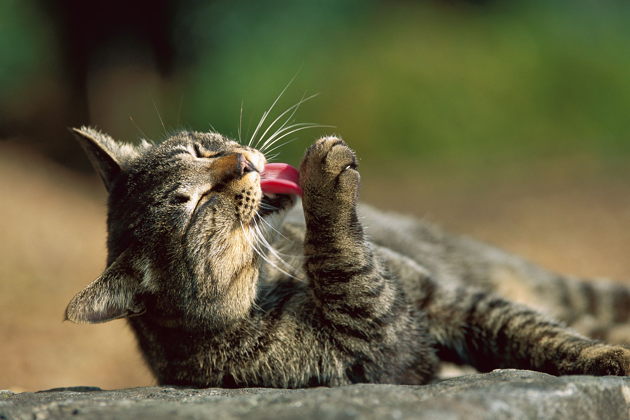 Кошка вылизывает. Mitsuaki Iwago. Lick the hair Cat обои. Cats staring at each other. К чему кошка вылизывает хвост.