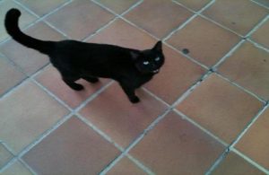 gato-negro