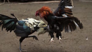 pelea-de-gallos