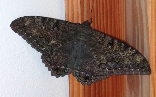 mariposa bruja