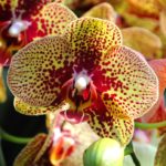 _65761847_phalaenopsis_charmer_cu