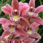 Cymbidium-orchid