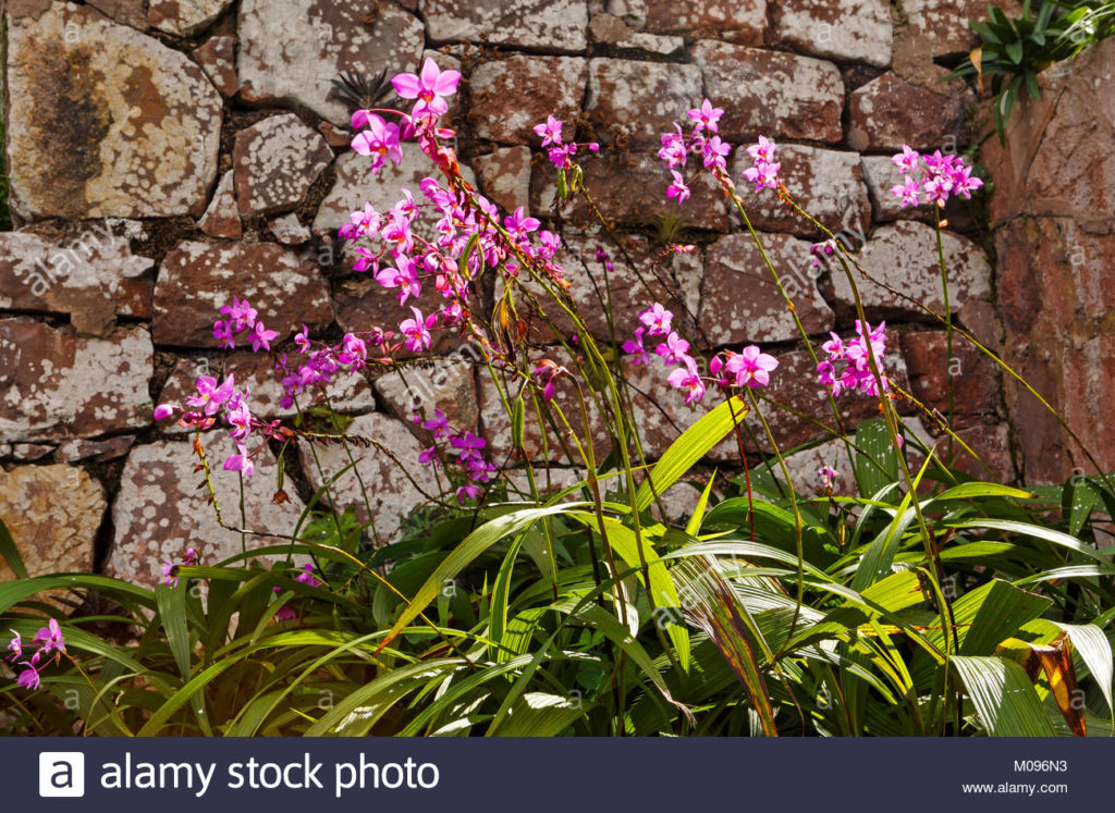 orchids-blooming-in-cuba-M096N3