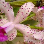 soroa-orchids-in-cuba