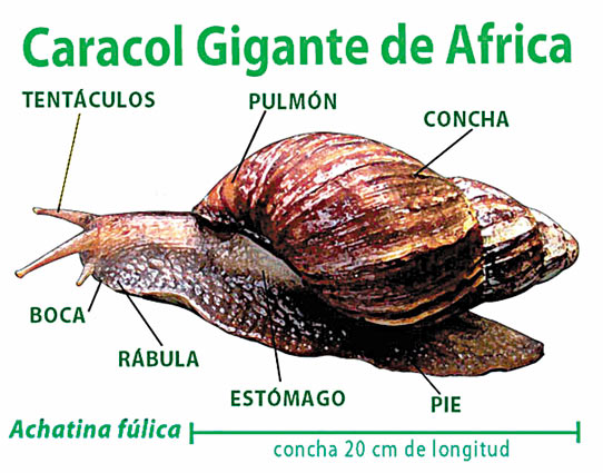 LARGE AFRICAN MOLLUSCS (SNAILS) are Propagated with Great Speed in Cuba