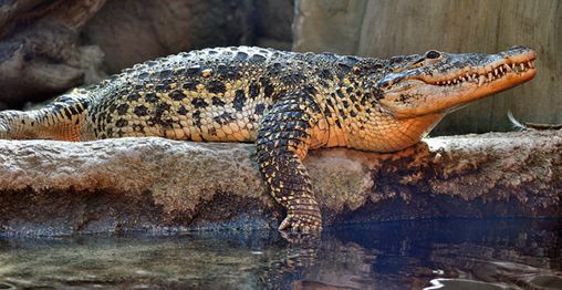 Cuban-Croc