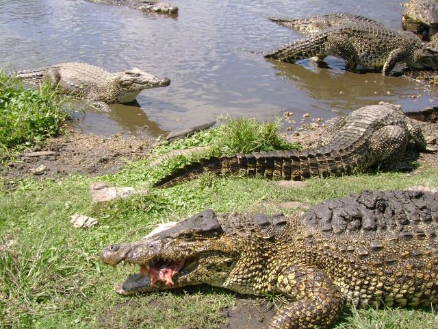 cocodrilos_cienaga__de_zapata_cuba__j_haedo