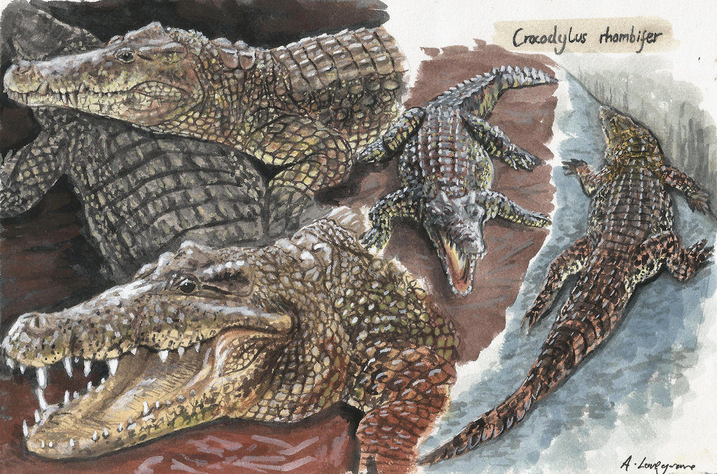 crocodylus_rhombifer_by_alexanderlovegrove-da5han7