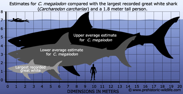 megalodon-size