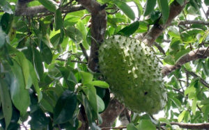 guanabna-medicina-natural-y-tradicional-cuba