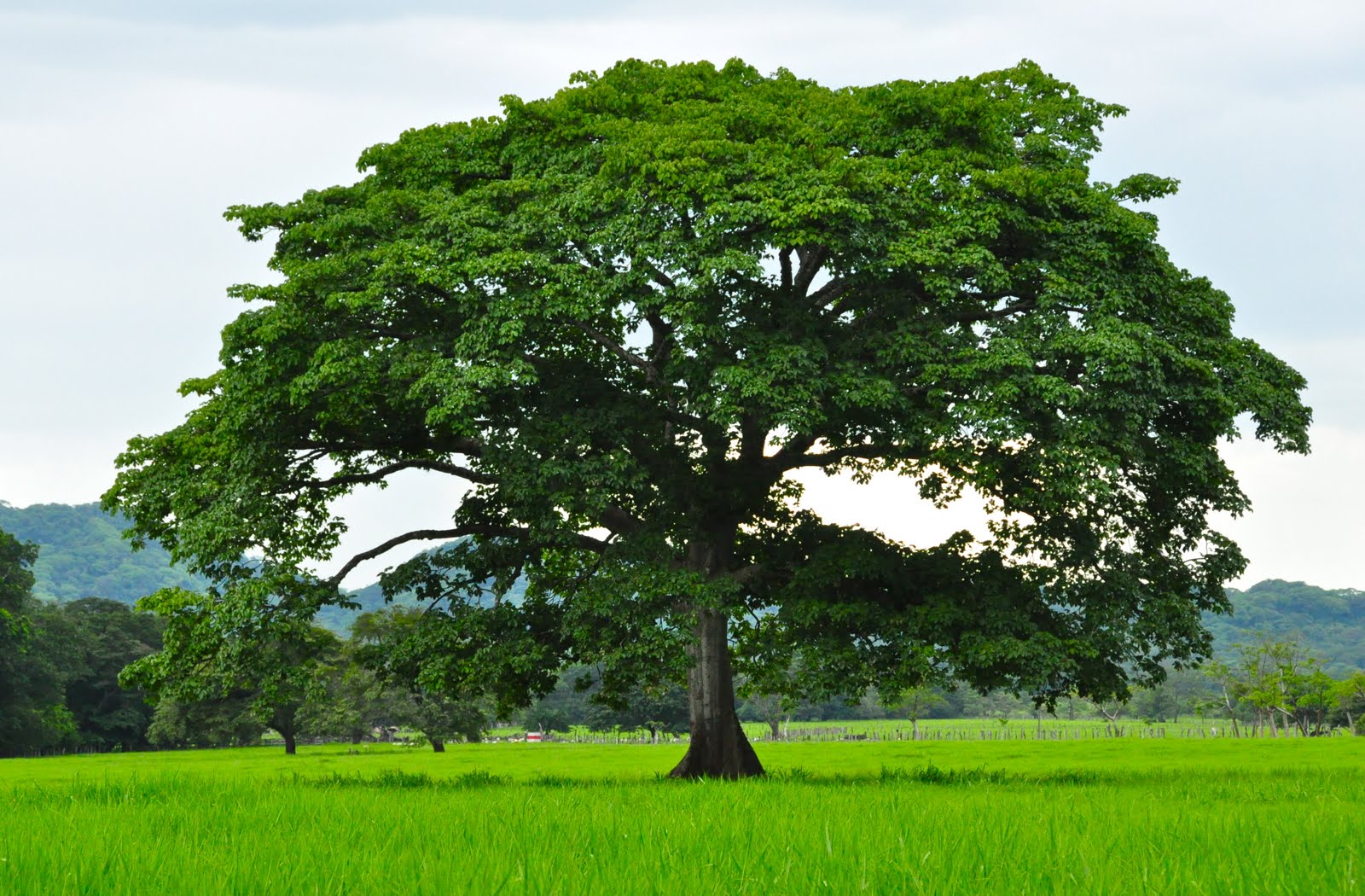 Como matar un arbol