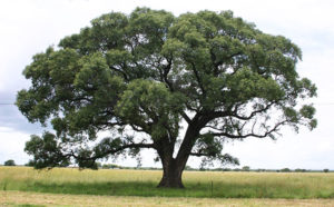 cuba-arbol-futuro-015