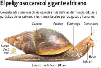 caracolafricano